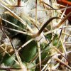 29b _Coryphantha_ hintoniorum _ssp.geoffreyi _04